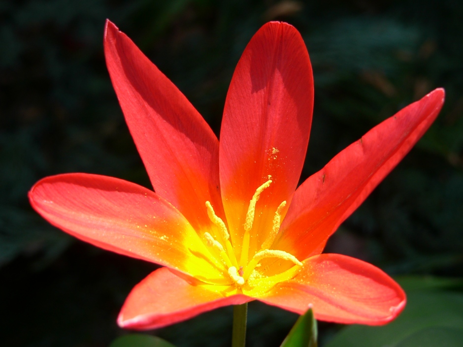 Rote Tulpe blüht auf