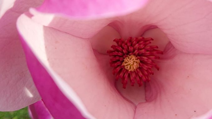Blick in eine Magnolienblüte